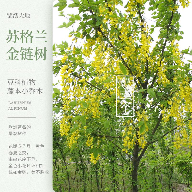 金链树 黄金树 苏格兰金链树苗 进口彩叶树种 黄花金链树
