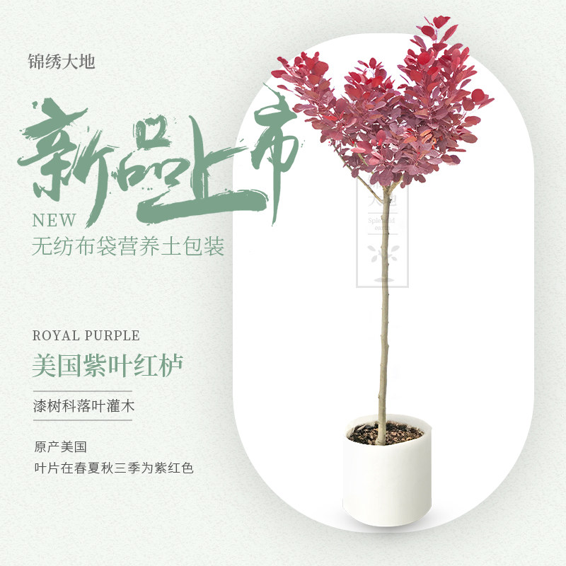 优质正宗美国紫叶红栌 三季叶片紫红 彩叶树种 烟树 庭院枫树