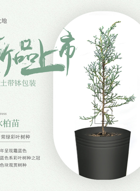 优质正宗蓝冰柏 圣诞树 叶三季霜蓝色 常绿树种 庭院彩叶树种