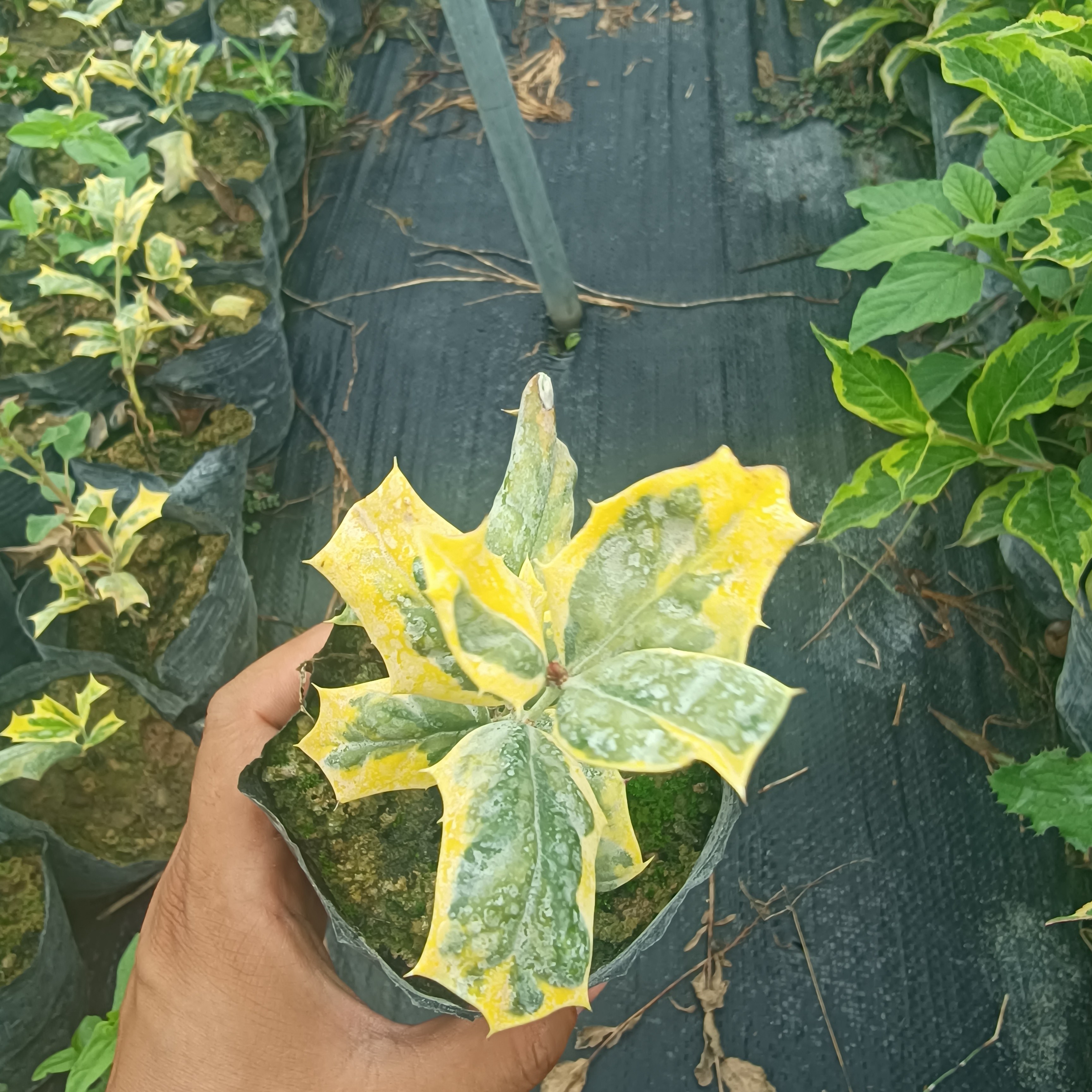 锦绣大地盆栽 花叶枸骨  庭院阳台植物 彩叶树种