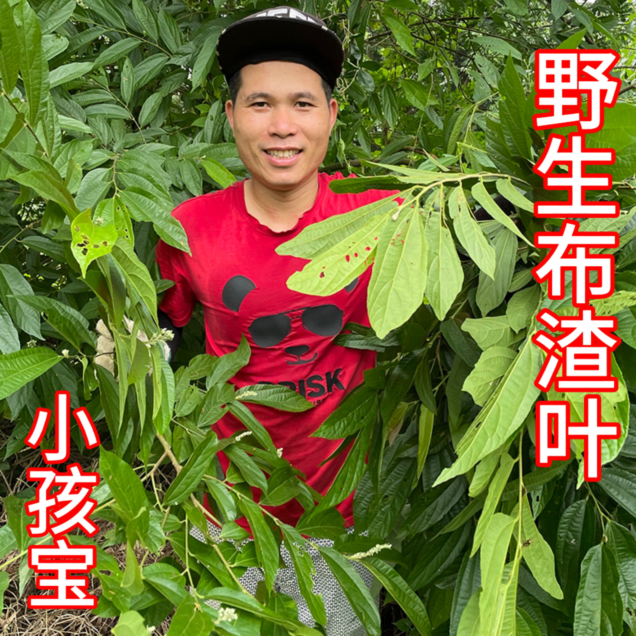 野生布渣叶500g破布叶烂布叶薢宝叶可搭配野葫芦茶竹茹布楂叶包邮