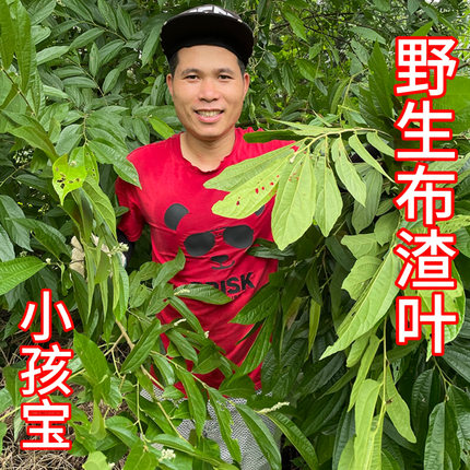 野生布渣叶500g破布叶烂布叶薢宝叶可搭配野葫芦茶竹茹布楂叶包邮
