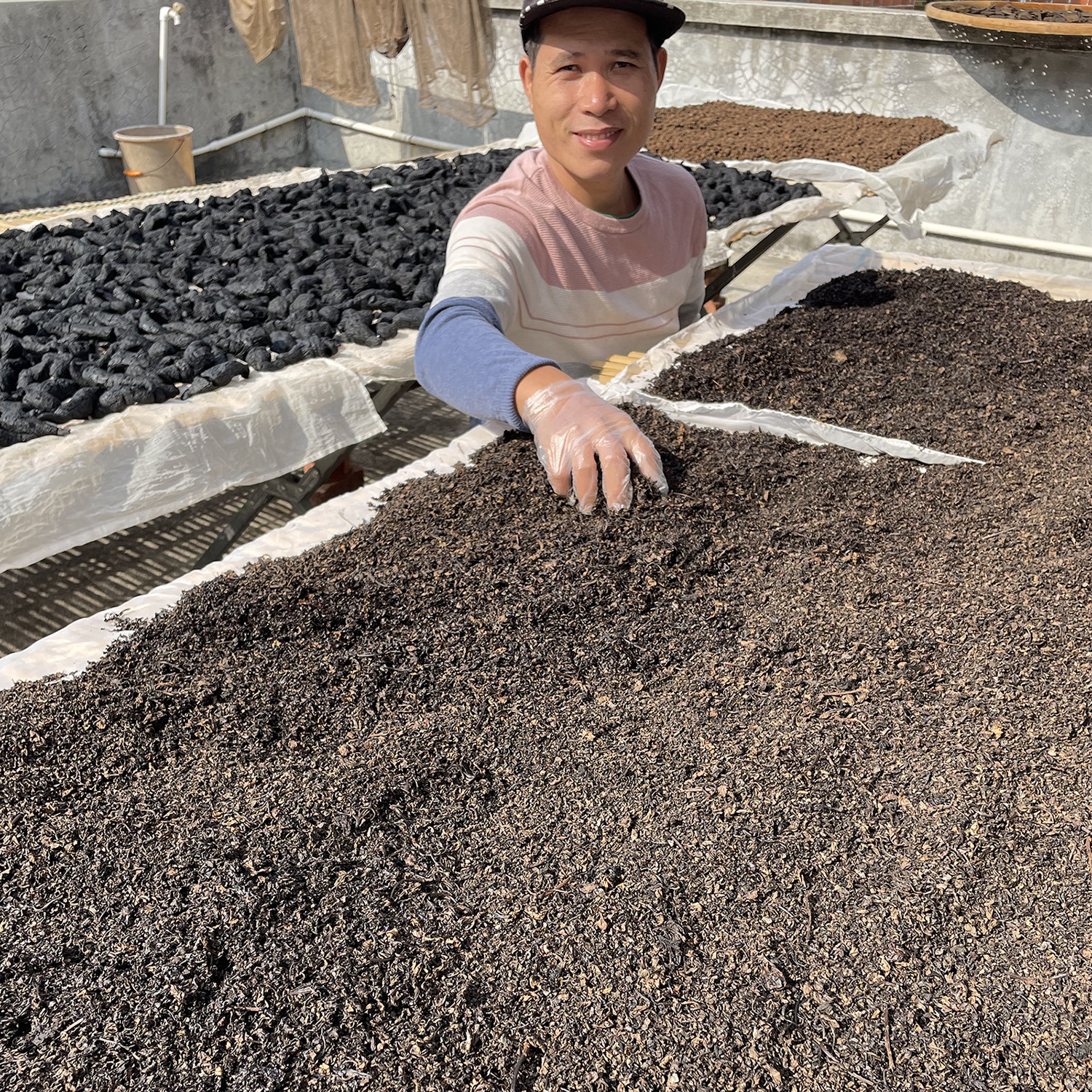 九蒸九晒霜桑叶古法炮制烧柴火瓦缸蒸制祛风霜叶桑椹树泡水桑树叶