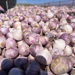 大果新云南独头蒜紫皮蒜现挖鲜辣大蒜头农家种植新鲜湿蒜分瓣1斤