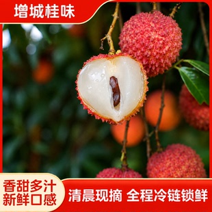新鲜增城荔枝现摘现发核小肉厚清甜糯米糍多汁冷链坏果包赔