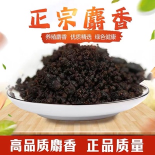 正宗麝香中药材西藏正品麝香仁当门子1g克泡酒 人工合成麝香粉