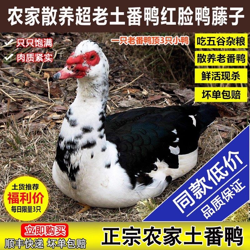 【顺丰发货】山林放养正宗番鸭土鸭红脸老鸭子肉整只豚鸭新鲜现杀