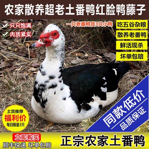 山林放养正宗番鸭整只新鲜现杀