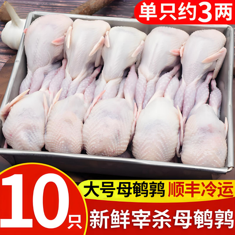 大号母鹌鹑白条新鲜现杀