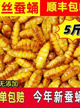 蚕蛹金丝蚕蛹新鲜鲜活速冻黄蛹山东特产桑蚕蛹子金丝蛹优质蛹批发
