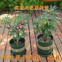 无果树苗花带土SSN带叶当年结果盆地栽南树北方种植无栽花果苗