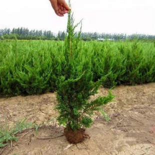 龙柏小苗 龙柏树苗 小龙柏 龙柏绿化工程苗围庭龙柏苗四季常青
