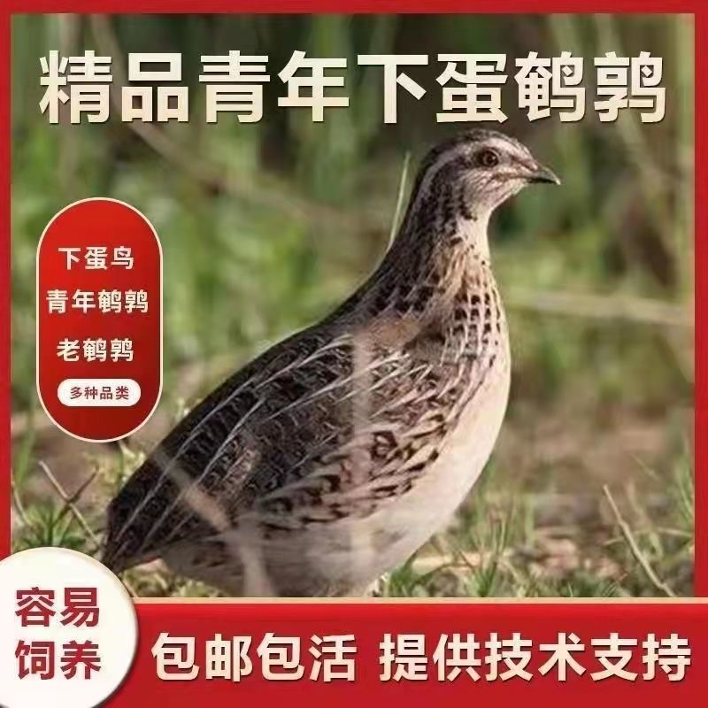 鹌鹑活苗鹌鹑活鸟黄羽养殖鸡包邮