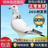 信鸽鸽子活一对血统赛鸽信鸽幼鸽公母一对正品 现货带环800公里