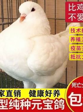 巨型纯种元宝鸽子活公母一对特大体种鸽幼鸽青年观赏肉鸽包活下蛋