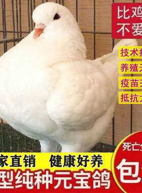 包活下蛋巨型纯种元宝鸽子活公母