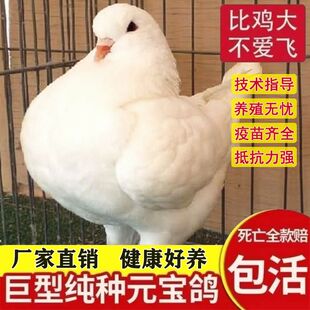 巨型纯种元宝鸽子活公母一对特大体种鸽幼鸽青年观赏肉鸽包活下蛋