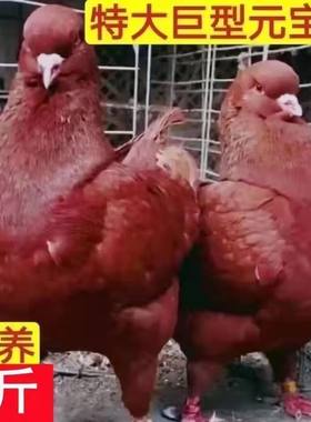 下蛋包活元宝鸽纯种一对特大型鸽
