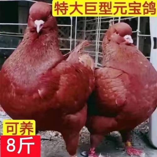 下蛋包活元宝鸽纯种一对特大型鸽