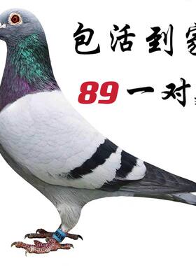 赛鸽观赏鸽鸽子一对活体信鸽种鸽