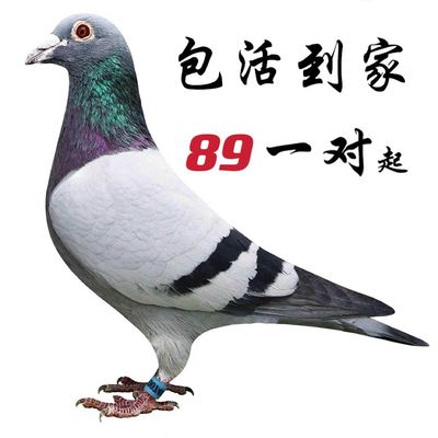 赛鸽观赏鸽鸽子一对活体信鸽种鸽