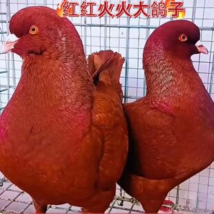【官芳热销元宝鸽一公一母】进口元宝鸽落地王种鸽大体元宝观赏鸽