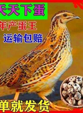 鹌鹑活鸟活物活体天天下鹌鹑活苗