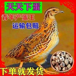 鹌鹑活苗活体天天下鹌鹑活鸟黄羽沙维散养鸡青年种活物阳台养