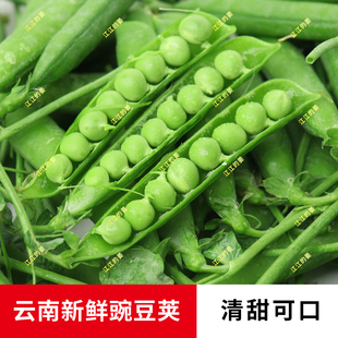 江江的姜云南新鲜甜豌豆现摘当季蔬菜带壳甜嫩青豆荚