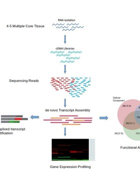 基因组进化分析-MLST SNP Phylogenetic analysis