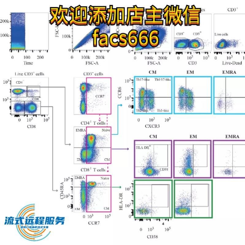 流式数据分析-flowjo细胞凋亡周期免疫分型活性氧增殖钙流多色