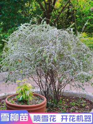 喷雪花苗阳台观盆栽重瓣珍珠