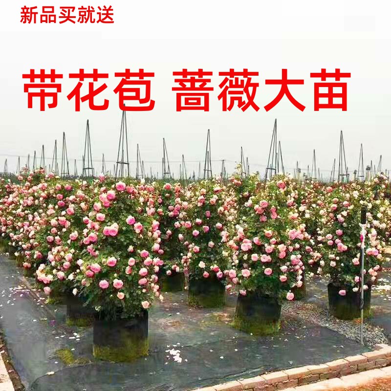 藤本月季花苗爬藤植物庭院大花浓香玫瑰盆栽花卉蔷薇四季开花包邮