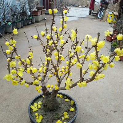 腊梅盆栽老桩素心黄花景树苗