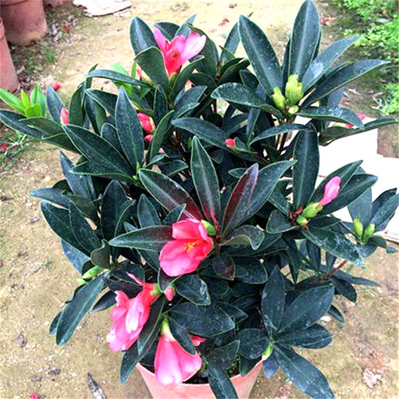 四季杜鹃山茶花盆栽海棠抱茎阳台花卉树苗庭院植物常青带花苞绿植