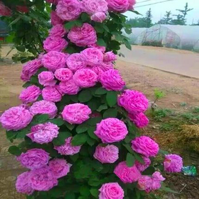 无刺西枝牡丹大花朵爬藤本浓香月季花苗盆栽四季庭院阳台蔷薇花卉