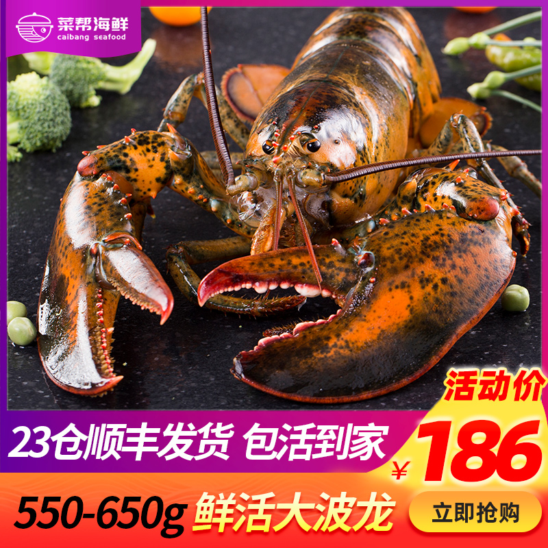 龙虾鲜活波士顿大龙虾1至10斤特大龙虾澳洲波龙活虾澳龙澳洲龙虾