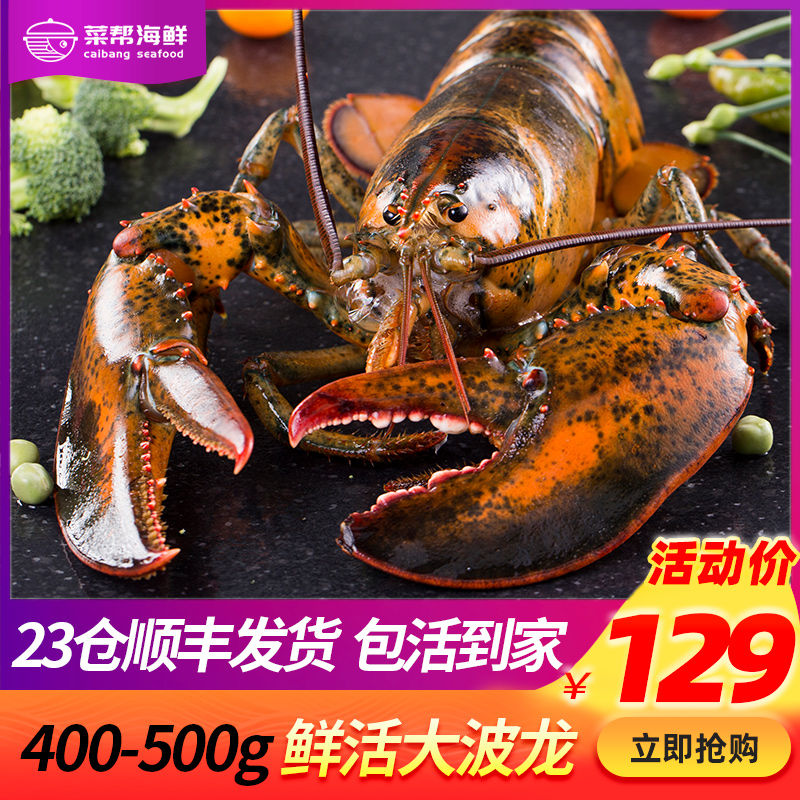 菜帮大龙虾鲜活澳龙波士顿龙虾新鲜特大澳洲龙虾1至10斤波龙活虾