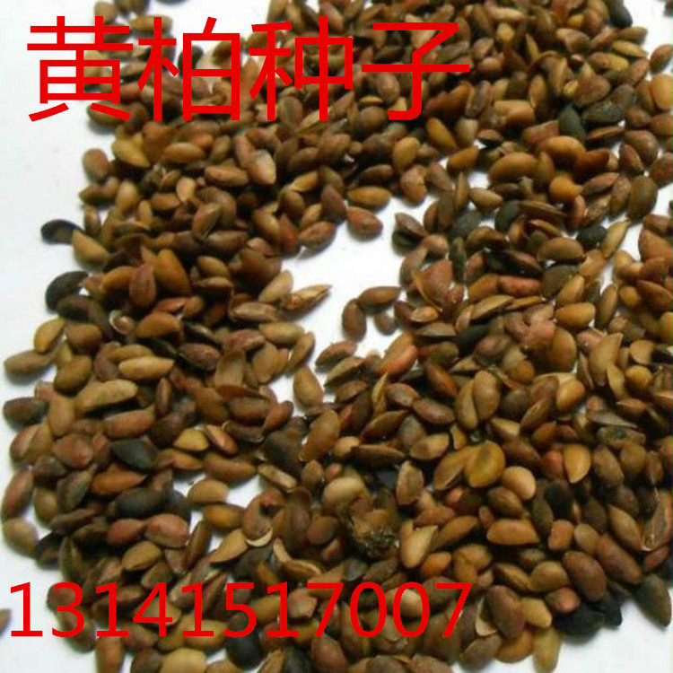 川黄柏种子中草药刺黄檗元柏檗木黄菠萝籽关黄柏种子绿化林木种籽