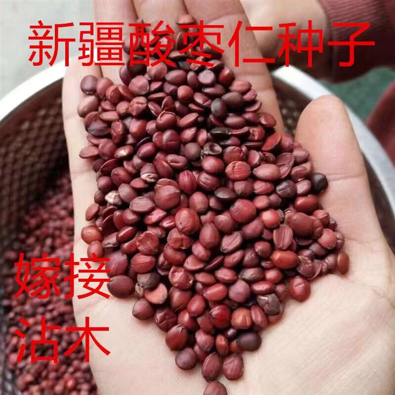 新疆酸枣仁种子野生大红枣酸枣树嫁接沾木酸枣核枣树西北枣子种籽