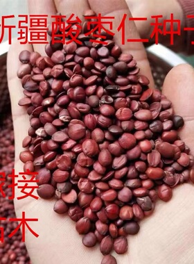 新疆酸枣仁种子野生大红枣酸枣树嫁接沾木酸枣核枣树西北枣子种籽