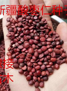 新疆酸枣仁种子野生大红枣酸枣树嫁接沾木酸枣核枣树西北枣子种籽