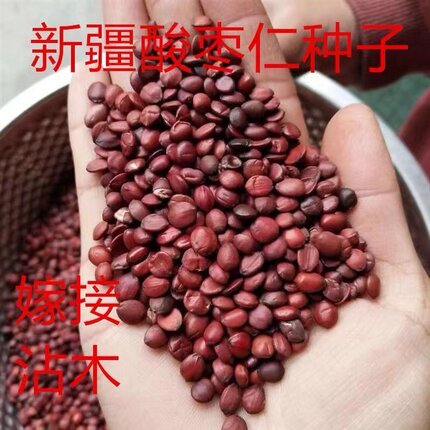 新疆酸枣仁种子野生大红枣酸枣树嫁接沾木酸枣核枣树西北枣子种籽