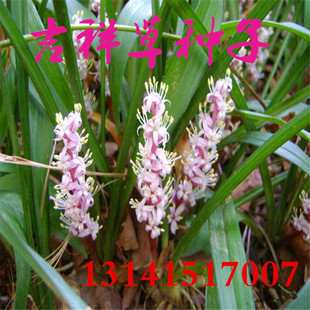 吉祥草种子四季常青花卉盆栽苗如意盆栽室内花卉紫衣草观音草种子