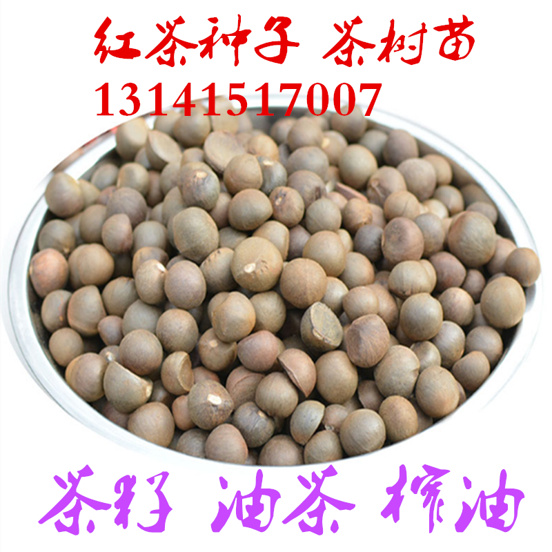 湖南茶树种子山茶花大红袍绿茶铁观音红茶树种籽四季播种油茶种子