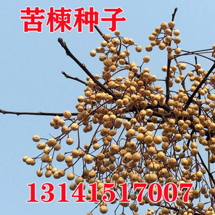 新采苦楝树种子 苦楝种子 楝树紫花树种子楝枣种子苦楝子种籽包邮