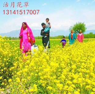 印度芥菜种子庭院盆栽种植观花可修复土壤吸纳重金属遏蓝菜豇豆籽