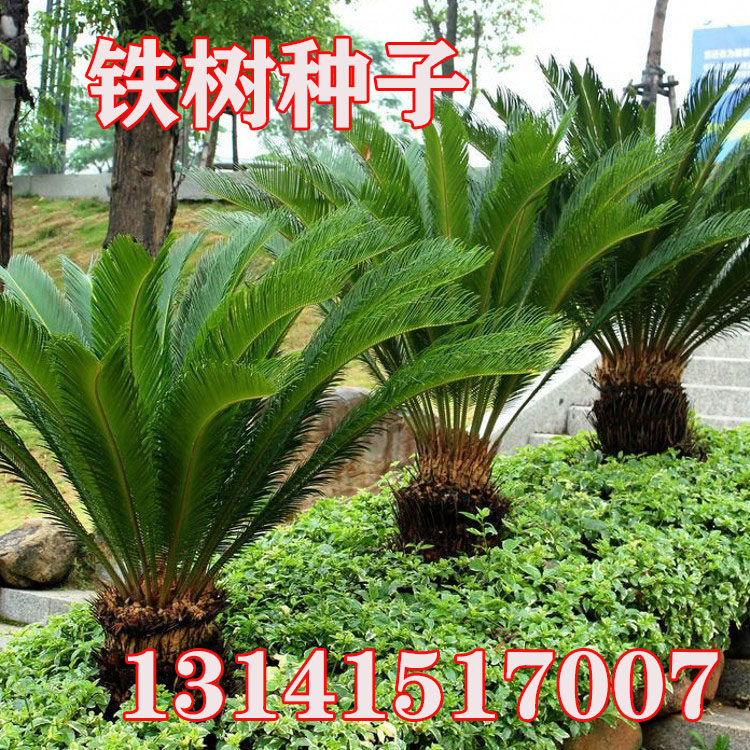新采铁树种子苏铁树苗室内阳台庭院盆种常绿植物盆景古树种籽小苗