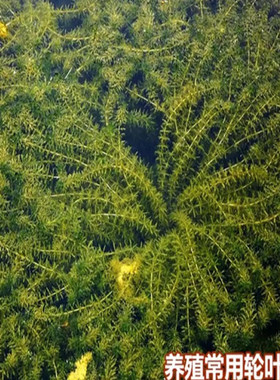 水草种子伊乐藻轮叶黑藻养鱼虾草籽种子四季净化水质的鱼塘水草