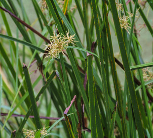 茳芏种子工程护坡草坪观赏咸草咸水草三角苑里蔺淡水龙须草莞草籽